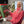 Load image into Gallery viewer, Kentucky Advent Calendar
